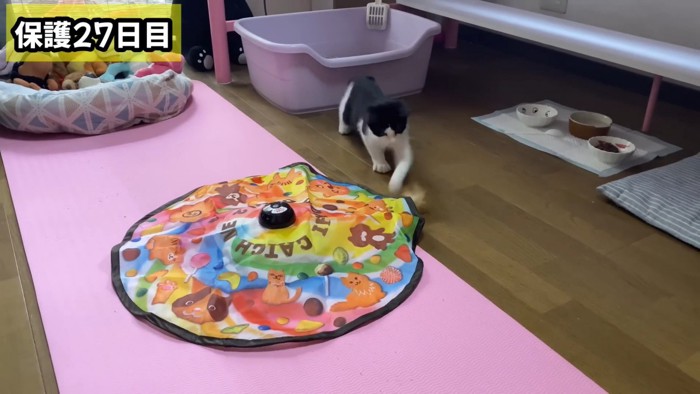 おもちゃで遊ぶ子猫