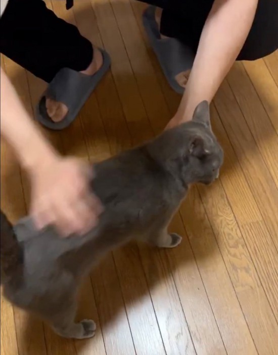 手に顔を擦り付ける猫