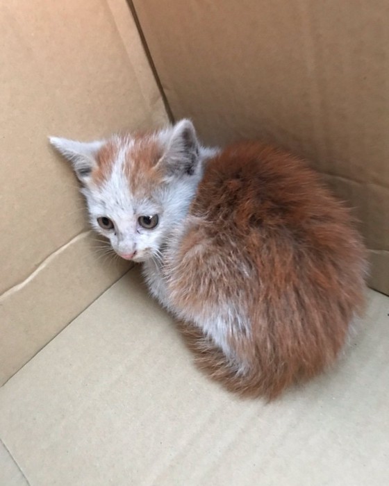 保護された子猫