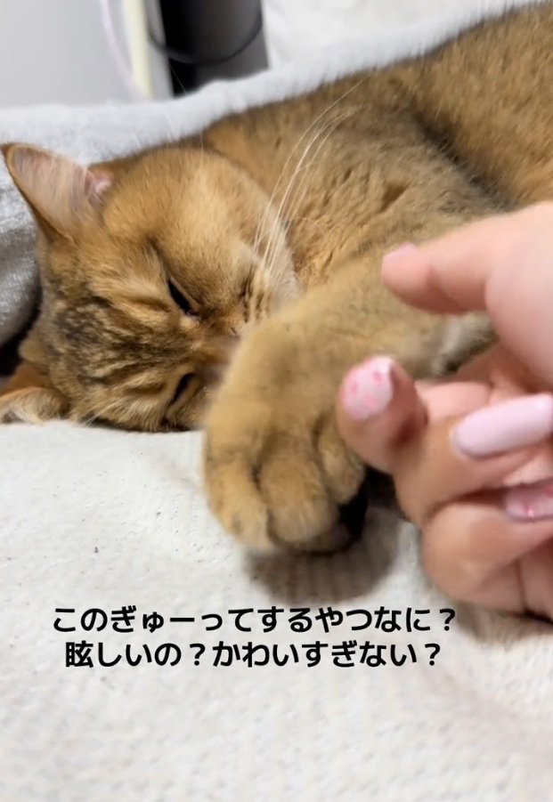 お手手を触られるがんもどきくん