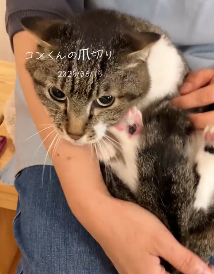 カメラ目線の猫