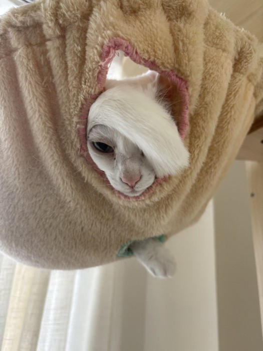 しっぽを前髪のようにする猫