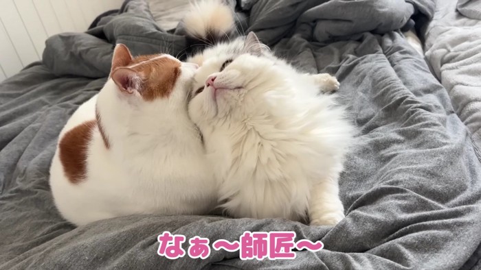 すりすりする2匹の猫