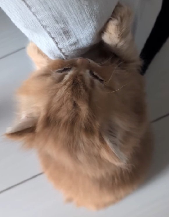 もふもふな猫