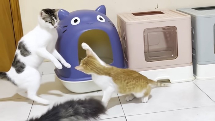 右前足を振り上げる子猫