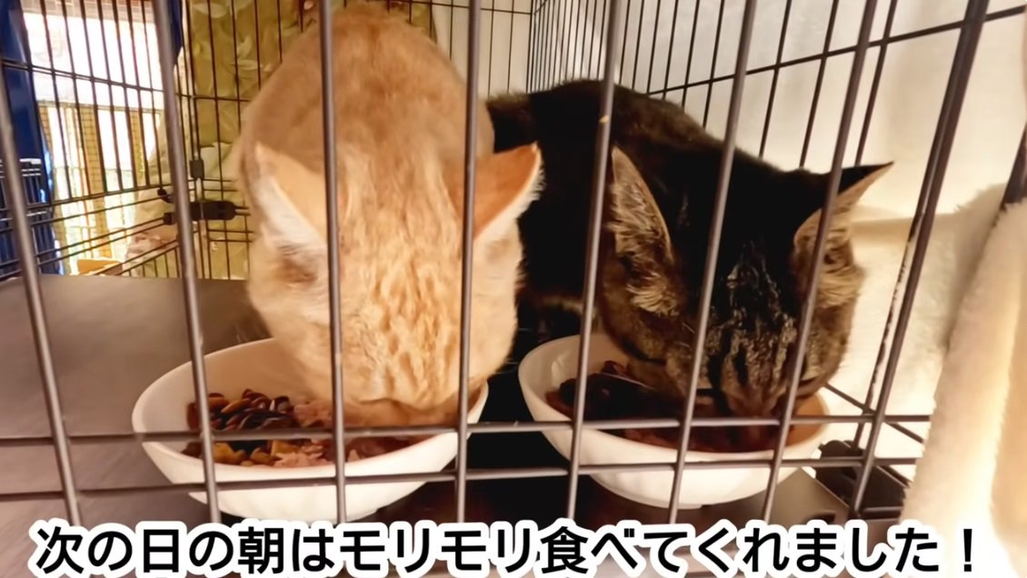 ご飯を食べるキジトラ猫と茶トラ猫