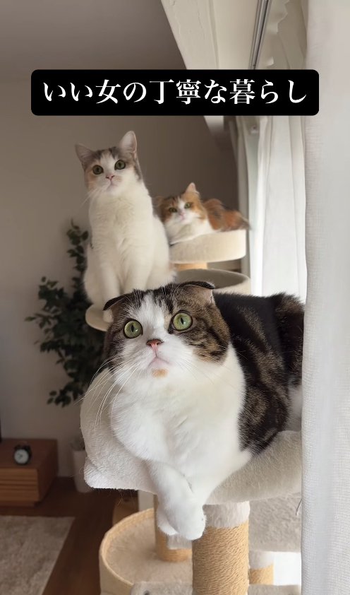 キャットタワーの上にいる3匹の猫