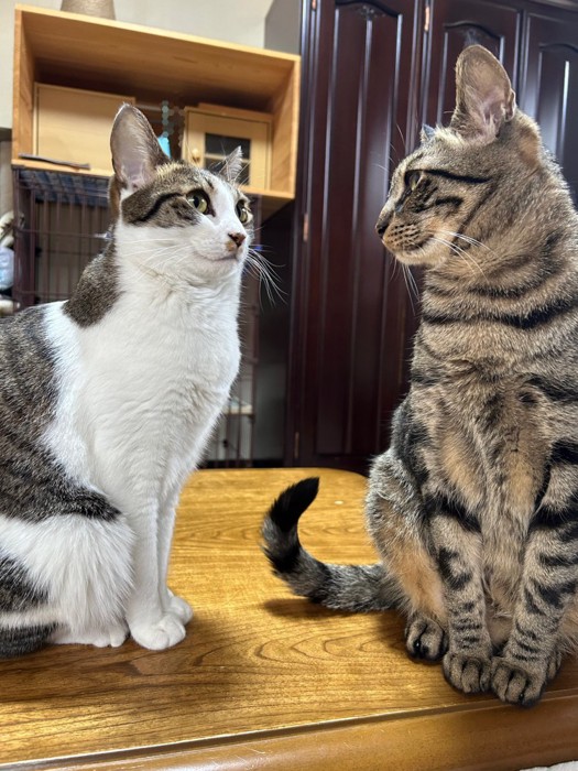 向き合って座る2匹の猫