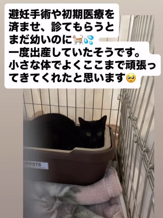 ケージの中にいる猫