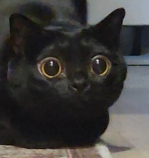 瞳孔を大きく開いた猫(アップ)