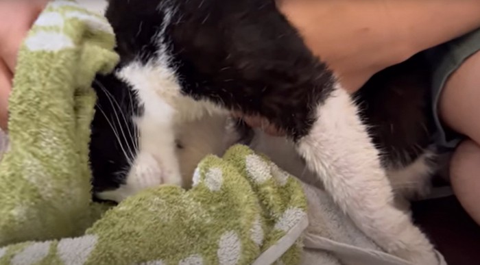 タオルで拭かれる猫