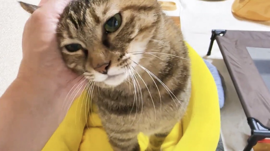 撫でられる猫