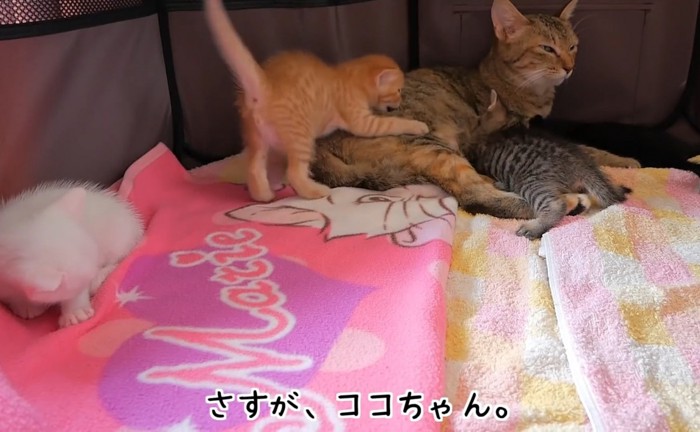 母猫と子猫達2