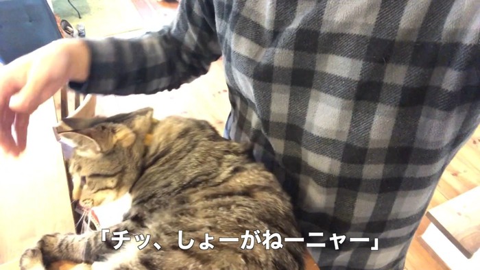 しょーがねーニャー