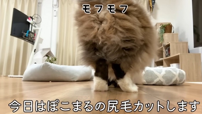 「今日はぽこまるの尻毛をカットします」
