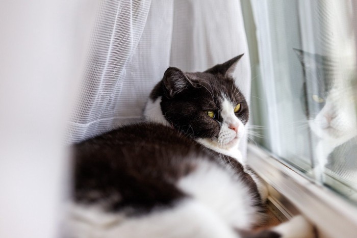 窓辺でくつろぐ猫