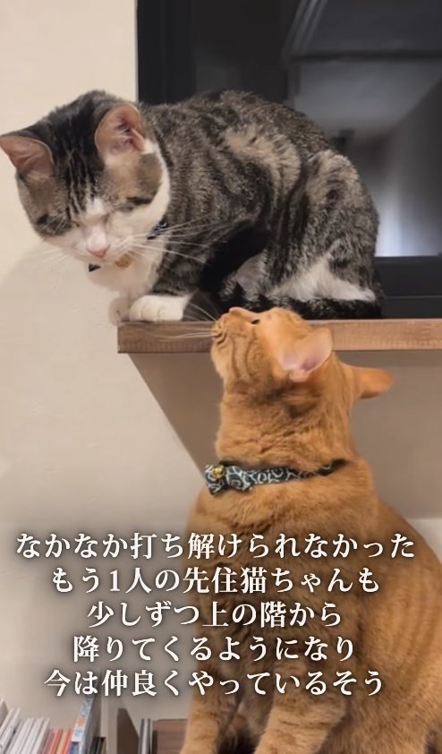窓際で香箱座りしている猫を見つめる茶トラ猫