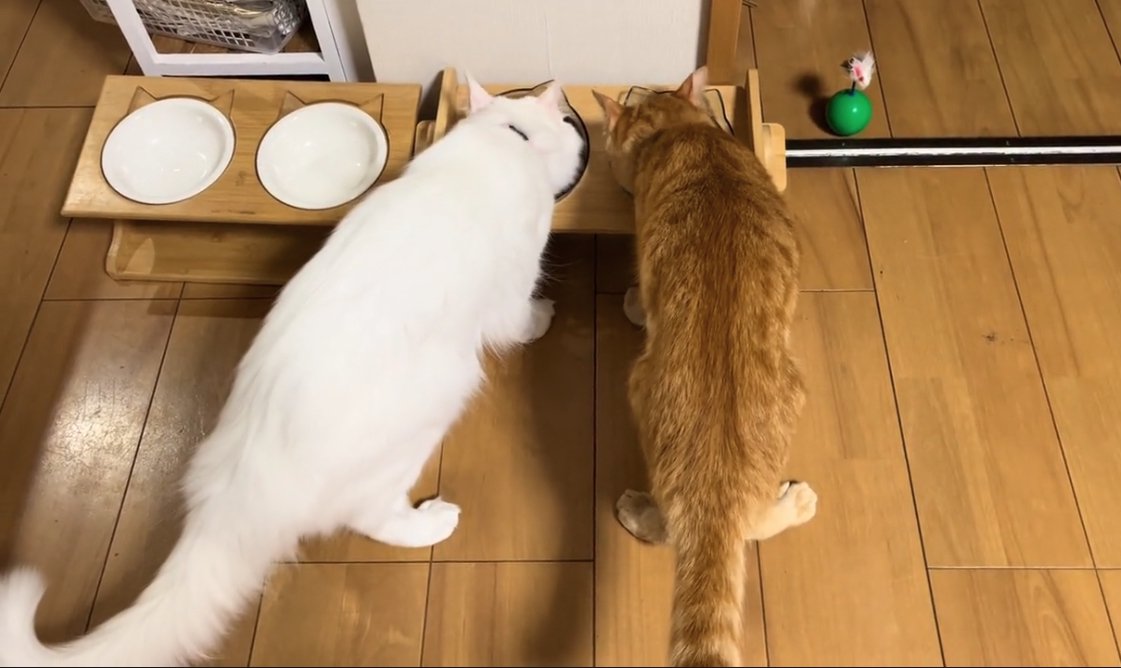 並んでご飯を食べている2匹の猫