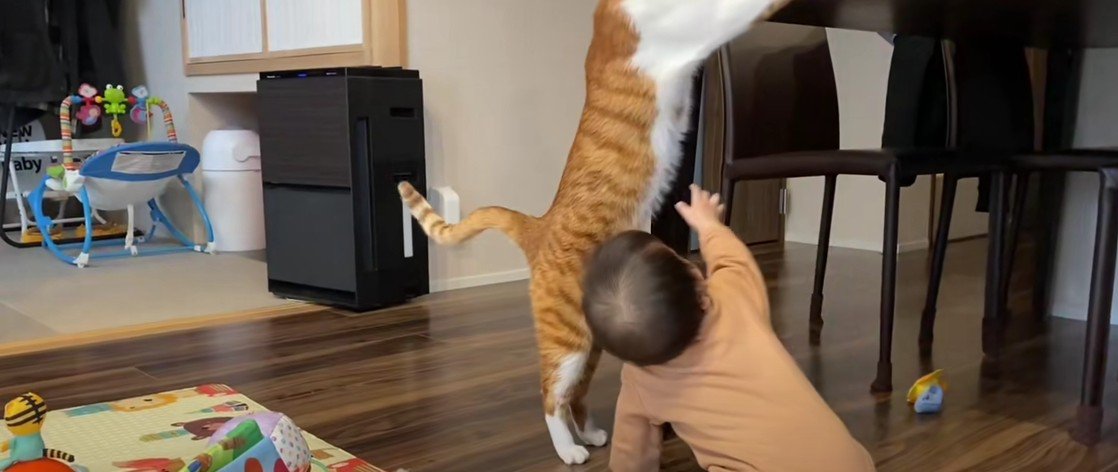ジャンプする猫と赤ちゃん