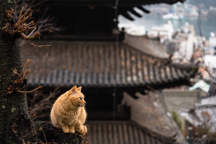 神社の屋根に上る猫