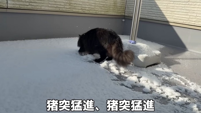 雪で遊ぶ黒猫2