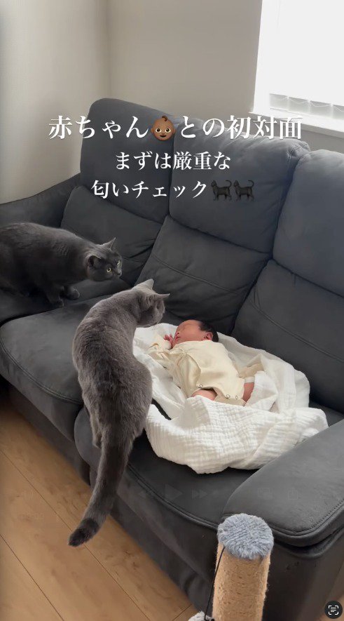 赤ちゃんに近づく2頭の猫