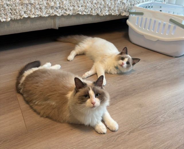 室内にいる猫たち