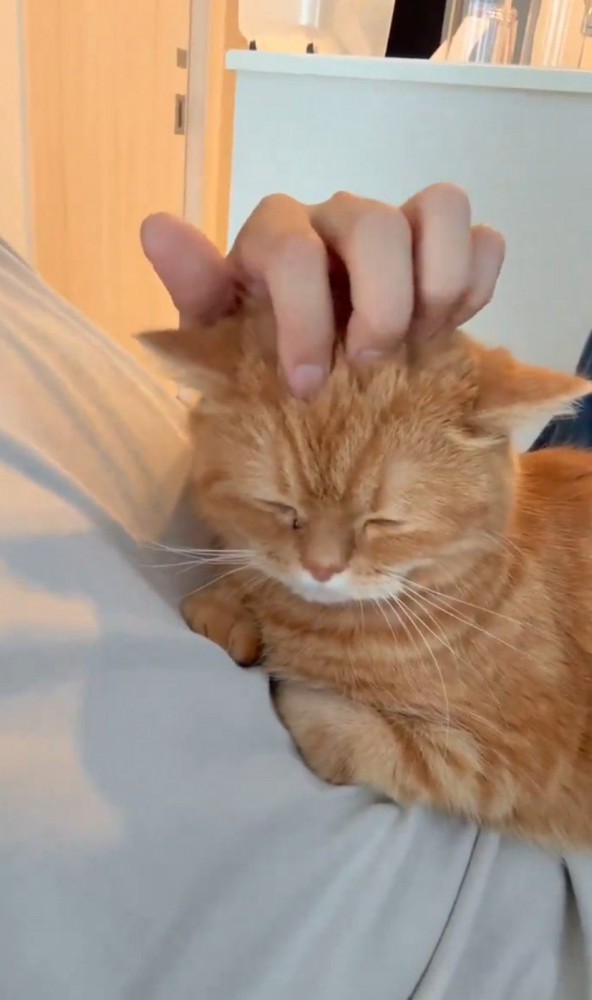 人のおなかに乗る猫