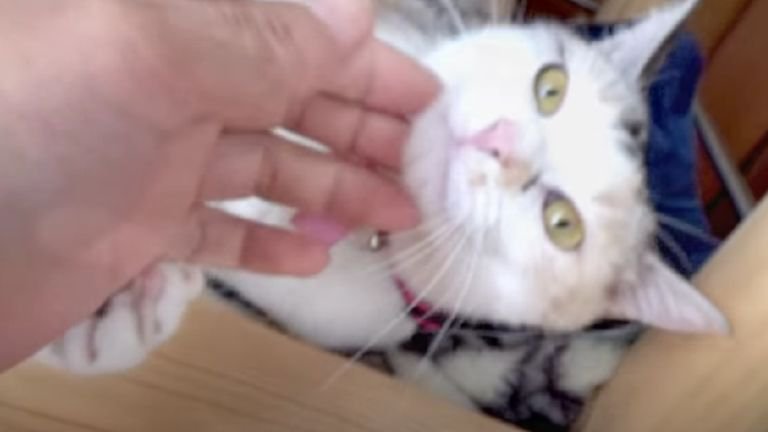 猫と手で遊んでいる飼い主