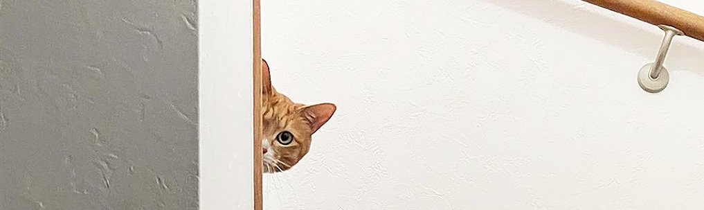 階段の上から覗く猫