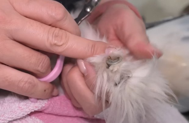 猫の爪のアップ