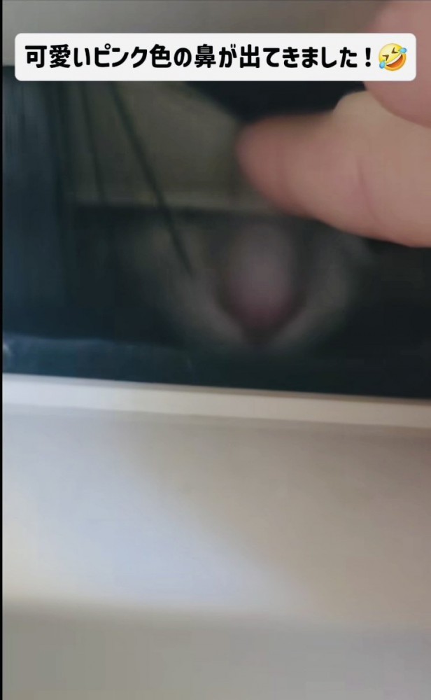 郵便受けから出てくるミックス猫の鼻