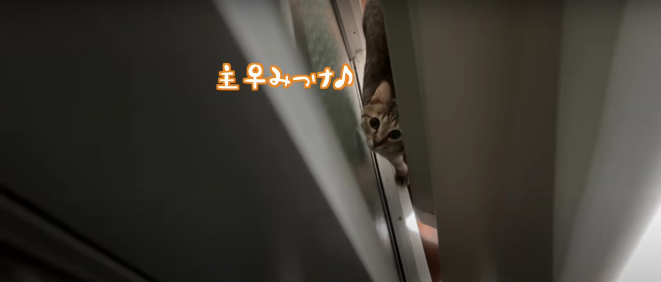 カーテンの裏に回りこむ猫