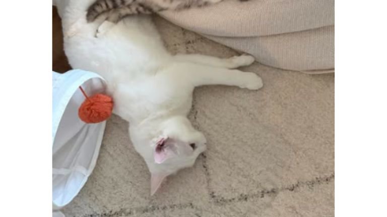 クッションと猫