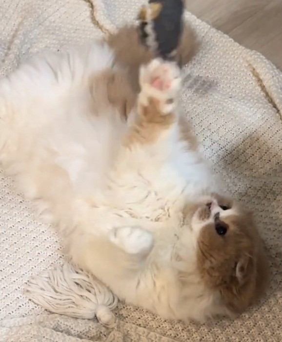 寝ながら遊ぶ猫