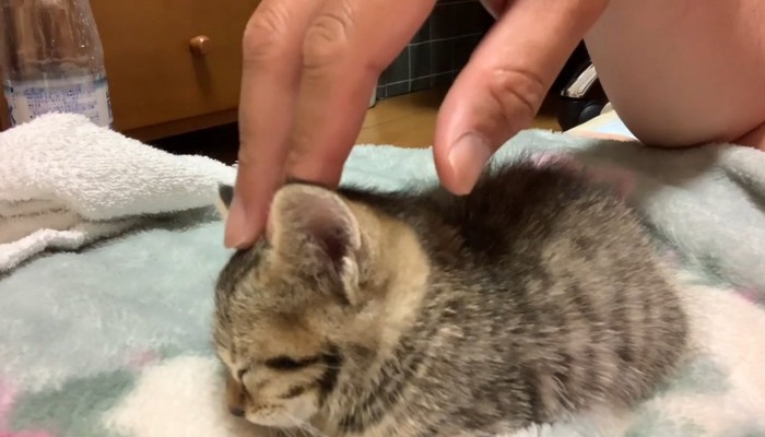 指先でなでなで