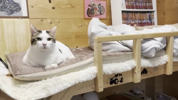 ベッドの上からこちらを見る豆大福くん