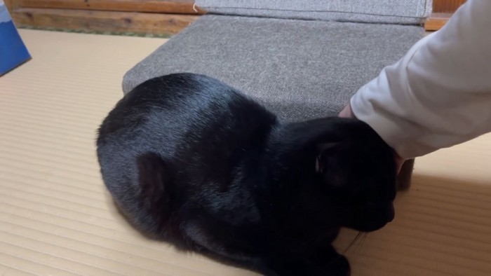 人に撫でてもらう黒猫