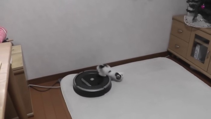 ロボット掃除機から降りる豆大福くん