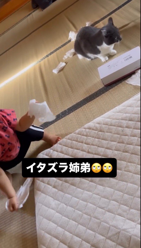 ティッシュを握る赤ちゃんと、飼い主から目を逸らす猫