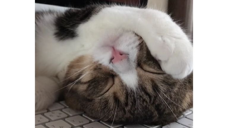 キーボードの上で眠る猫