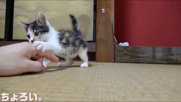 投稿者の指にじゃれる子猫