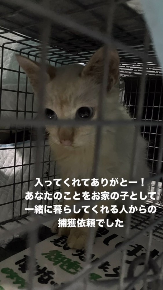 ケージの中にいる猫