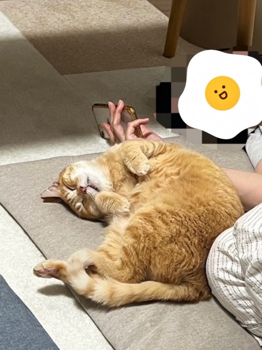 へそ天で飼い主に体を寄せる猫の姿