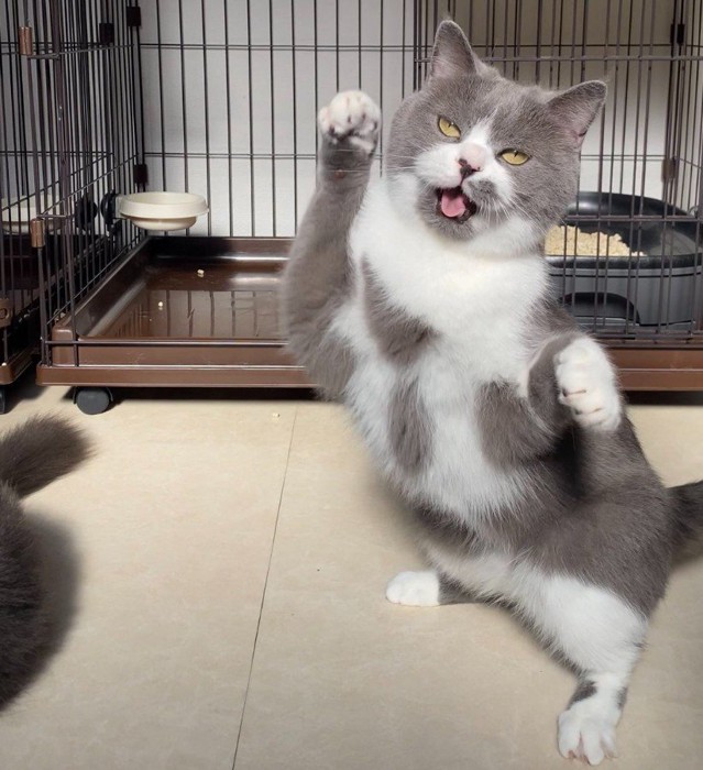 右手を挙げて立つ猫