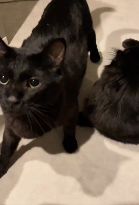 2匹の黒猫