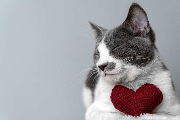 猫とハートのぬいぐるみ