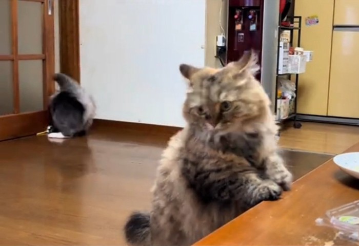 激突するねくろくん