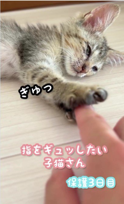 横になっている子猫