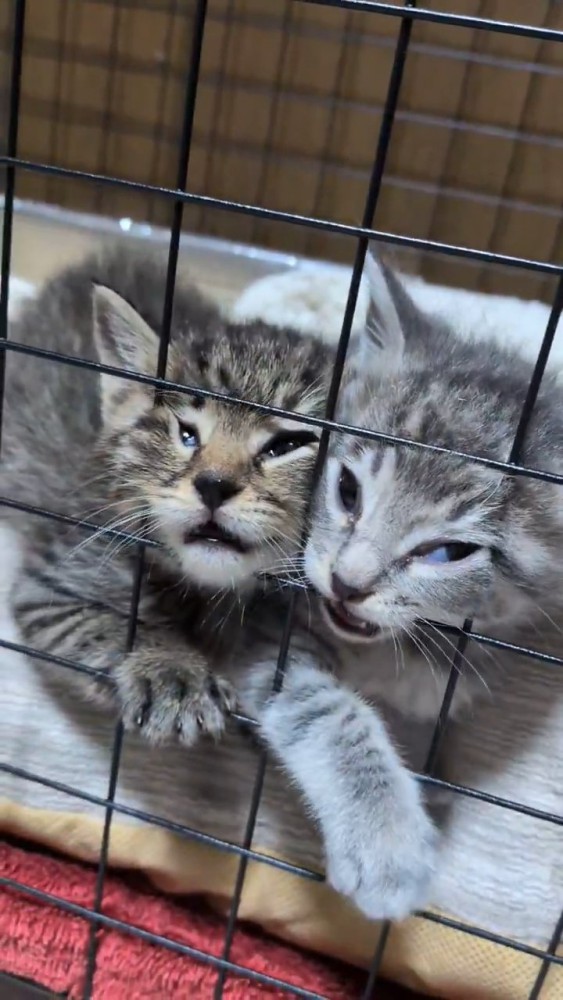 柵に顔を押し付ける子猫たち